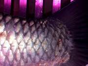 Delicious Frogfish Tail: Mastering the Key Steps for Tender and Flavorful Fish