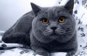 The Blue Cat Unexpectedly Got Pregnant, The Woman Felt Cold Seeing Its Offspring: Is This Out of Ink?