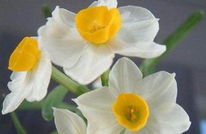 Psychology: Which flower do you think is the most dazzling? Find out if you have lucky peach blossoms?