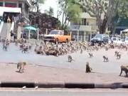 Crazy! Monkeys Engage in Street Brawl in Thailand