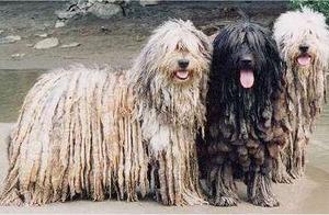 Behemoth Shepherd Dog: Have You Heard of It? Learn Something After Reading!