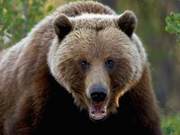 What is a Bear? Don't Underestimate Bears!