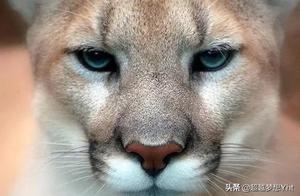 Top 10 Most Fierce Animals in the World, Flathead (Flat-Headed Badger) Leads the List, Northeast Tigers Also Featured, Are You Afraid?