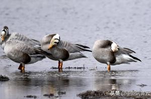 A Thousand Migratory Birds Settle in 'Quanjie Township'
