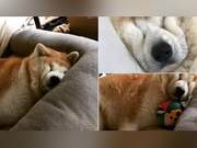 Shiba Inu Sleeping Face Resembles Doraemon's Mother, Netizens Laugh: 'Looks Like Doraemon's Mom'