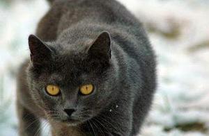 Gentlemanly Summer Carter Cats: Low-Key and Loving with a Devoted Spirit