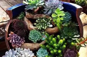 A Broken Bowl Brings Forth a Small Garden; Seeing It, the Whole World Lit Up