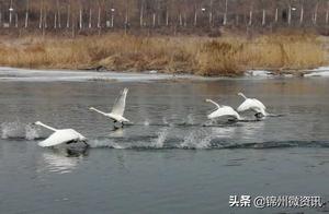 Jinzhou Swan Lake! Fly, Swan People!