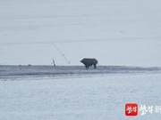 Wild Boars 'Strolling' on Jangzhou Island in the Yangtze River in Nanjing