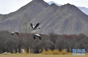 Litang: Crane Dance in the Wetlands