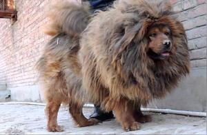 Wandering Tibetan Mastiffs Rise to Prominence, Secure ‘Second Tiger’ Status, Potentially Threatening Snow Leopard Survival