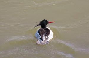 Chinese khaki duck (or 'bird panda') discovered in Henan's Song County Yi River