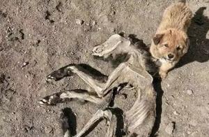 Mother Dog Passes Away, Little Puppy Refuses to Leave, Heartbreaking Scene