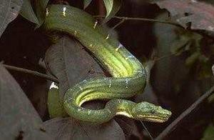 Raising Snakes Locally: The Most Friendly Snake to Humans (Guardian Snake)