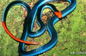 Eccentric Snakes Survive by Eating Their Kind, Become Petrified After Being Bitten with Clear Consciousness and Unable to Move