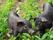 Herbivores have higher reproductive rates than carnivores because grazing animals have two stomachs?