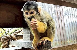 12 ‘Popular Monkeys’ Disappear Mysteriously in Japan; Animal Park Offers Heavy Reward for Investigation