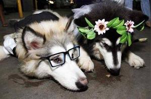 Why Dogs Were Married: 100+ People Attended the Ceremony, Online Users Praised