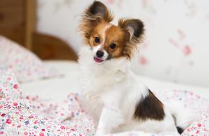 Don't Keep Secrets: Abandoned Pet Dogs Are Essentially Dead