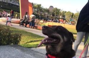 The First Time My Dog Went Down the Slide - Terrified!