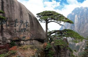 Why do Huangshan Pines Grow in Such Strange Ways, Even in Rock Cracks?