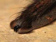 So boring, but when I zoomed in on a spider's feet, they were actually quite cute.