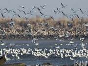 Spectacular! Ten Thousand Birds Dance by the Bohai Sea