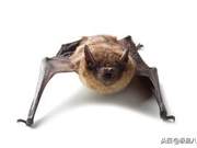 How Many Viruses Do Bats Have? Are They Really That Scary?