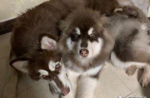 Two Dogs Compete, Only One Can Leave, But the Dog That Left Is Unhappy