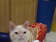 Cat Owner Complains About Her Cat's Severe Disfigurement; Internet Users Quietly Agree: 'Like a Rat!'