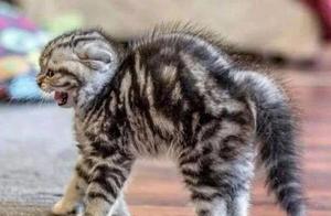 Why Do Strangers Cats Hiss, Flatten Their Ears, and Fight When They Meet?