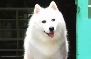 Look, this pig looks like a Samoyed