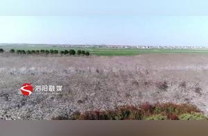 Siyang: Thousands of Acres of Cherry Blossoms Blooming Like a Sea of Fragrant Snow