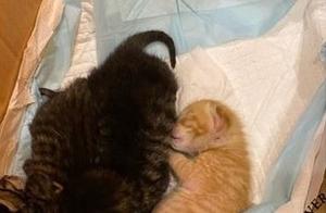 The Owner Fed the Four Kittens Milk, and When She Looked Back, She Found Her Own Cats Were Jealous Because They Were Raising Their Paws