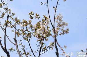 Jinan Liberation East Road Cherry Blossoms Have Bloomed, Large-Scale Bloom Will Take About a Week