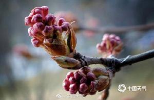 Highland Ancient City Blossoms in Spring, Qinghai Xining Lilac Blooms