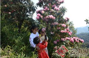 Qijiang Kirin District East Mountain Town: Ten Thousand Acres of Rhododendrons in Full Bloom