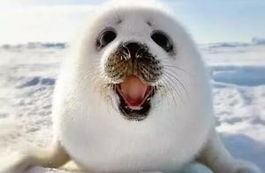 5 of the ‘Cutest’ Animals on Earth, But It Can Easily Kill You