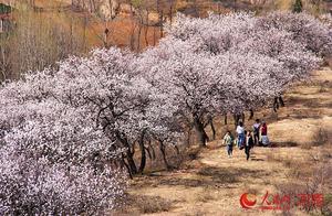 Ruozhou, Henan: Ten Thousand Acres of Apricot Blossoms Reflecting the Spring Light