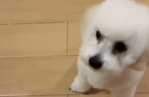 The Difference Between Raising a Large Dog and a Small Dog... I Almost Fainted Laughing