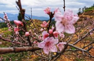 Tie a Peach Blossom to Your Clothing, Waiting for You in the Four Fort Peach Blossom Village!