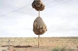World's Largest Bird Nest: Can Reach One Ton – Accommodating 500 Birds. "No One Dare Touch It"