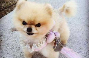 After Raising a Pomeranian, My Originally Happy Life Became a Mess
