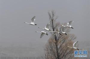 Yellow River Rapids Welcoming Migratory Birds