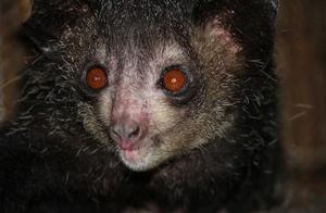 The Ancient Creature on a Desert Island: With Extra-Long Fingers Caused a Sensation in Europe