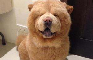 Giant Lion Dogs Were Scared and Became Bear-Like, Despite Being Dogs