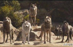 Why Dogs Like to Follow You: It's All About Their Instinctual Herd Behavior