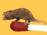 Why Are Pets Increasingly Miniature? Artificial Selection Is a Major Cause of Animal Dwarfism