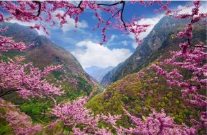 Qingchuan: Using Flowers as a Medium to Promote Ecological and Cultural Tourism, Supporting the Creation of Tianfu’s Tourism County
