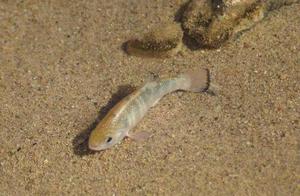 Rare Desert Fish